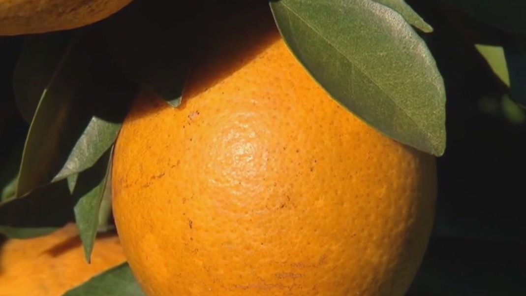 Researchers reveal surprising benefits of orange peels